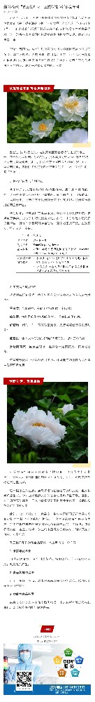 最新资讯|“香玉牡丹花”正式获批为新食品原料！